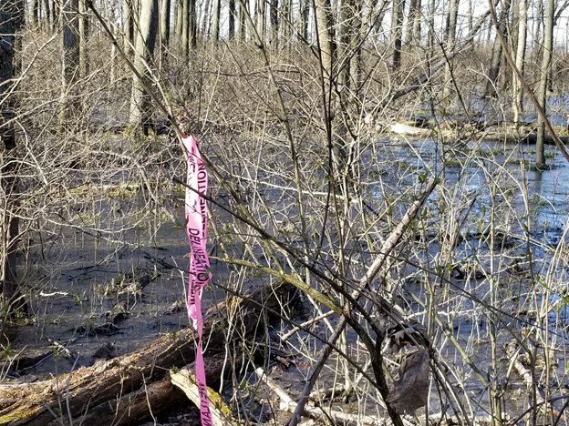 Environmental Services Wetland Delineation